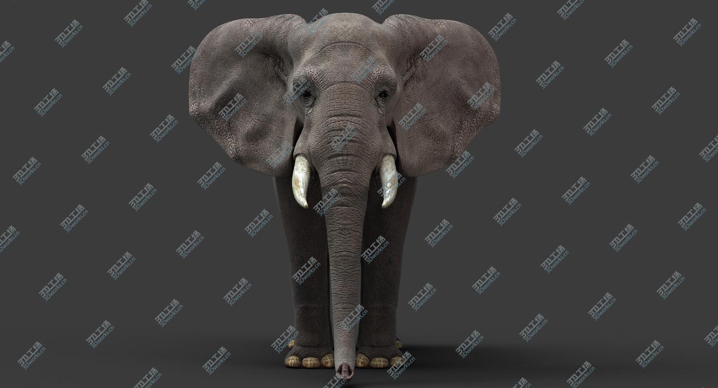 images/goods_img/202105072/African Elephant/3.jpg